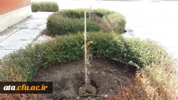 استقبال از بهار با غرس نهال در محوطه پردیس علامه طباطبایی ارومیه 5