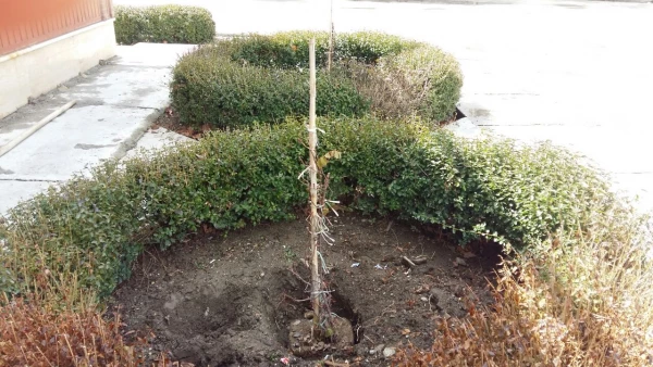 استقبال از بهار با غرس نهال در محوطه پردیس علامه طباطبایی ارومیه 5