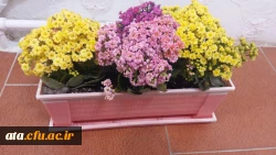 گزارش تصویری از شور، نشاط و سر زندگی در اولین روزهای سال 98 با گلهای بهاری در پردیس علامه طباطبایی ارومیه 2