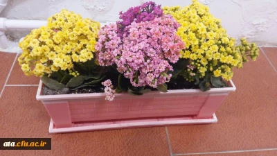 گزارش تصویری از شور، نشاط و سر زندگی در اولین روزهای سال 98 با گلهای بهاری در پردیس علامه طباطبایی ارومیه