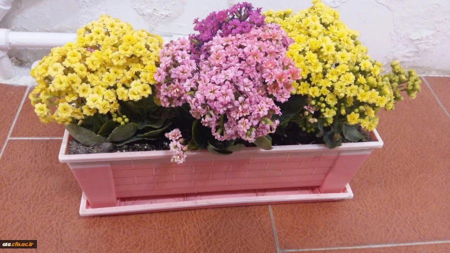 گزارش تصویری از شور، نشاط و سر زندگی در اولین روزهای سال 98 با گلهای بهاری در پردیس علامه طباطبایی ارومیه 2