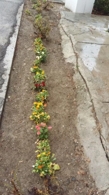 گزارش تصویری از شور، نشاط و سر زندگی در اولین روزهای سال 98 با گلهای بهاری در پردیس علامه طباطبایی ارومیه 5